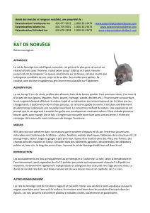 rat de norvège - Extermination Terrebonne inc.