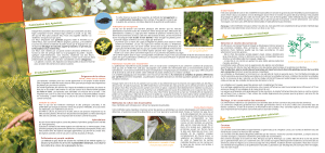 Pollinisation des Apiacées Production de semences