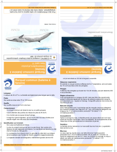 Rorqual commun (baleine à fanons)