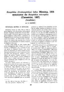 Boophilus (Uroboophilus) fallax Minning, 1934, synonyme de