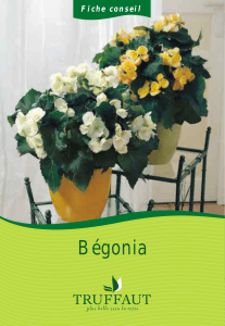 Begonia - Truffaut
