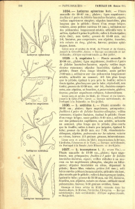 Lathyrus sphsericus Retz. — Plante annuelle de 10