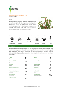 Begonia partita (Begonia14)