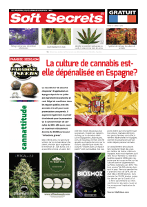 La culture de cannabis est- elle dépénalisée en Espagne?