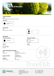 Araucaria araucana | TreeEbb