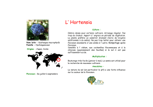 L` Hortensia