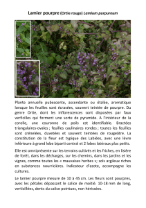 Lamier pourpre (Ortie rouge) Lamium purpureum Plante annuelle