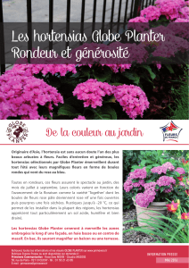 Les hortensias Globe Planter Rondeur et générosité