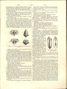 VAUT — 251 — YELL des Sauvagesia, avec 5 sépales, 5 pétales, 5