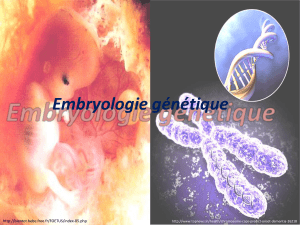 Embryologie génétique