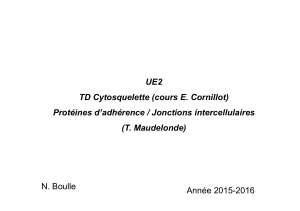 UE2 TD Cytosquelette (cours E. Cornillot) Protéines d’adhérence / Jonctions intercellulaires (T. Maudelonde)