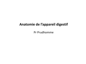Anatomie de l’appareil digestif Pr Prudhomme