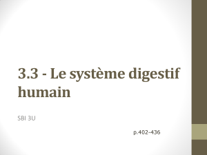 3.3 - Le système digestif humain  SBI 3U