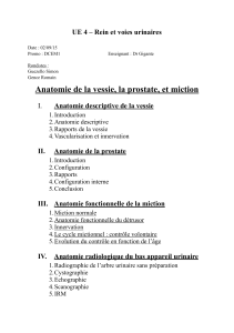 D1-Gigante-anatomie de la vessie et de la prostate-2015.pdf