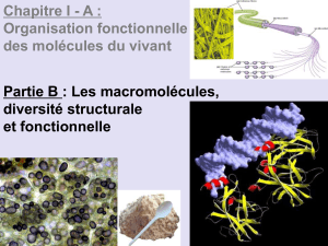 I A : Organisation fonctionnelle molécules du vivant partie B : les macromolécules, diversité structurale et fonctionnelle
