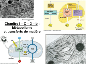 I C 3b : Métabolisme et transferts de matière