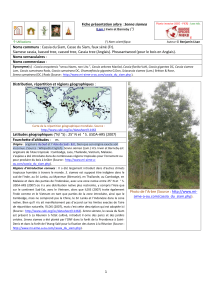 Siamese cassia, kassod tree, cassod tree, Cassia tree (Anglais). Pheasantwood... Fiche présentation arbre Noms communs