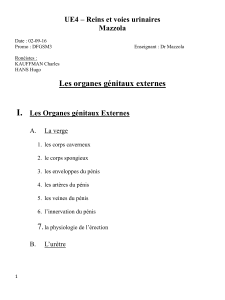 d1-ue4-mazzola-les_organes_genitaux_externes_02-09-16-pdf