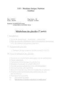 D1-UE3-Gonthier-Métabolisme_des_glucides (2)-2015-word