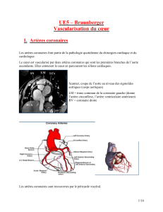 UE5-Braunberger-Vascularisation du coeur