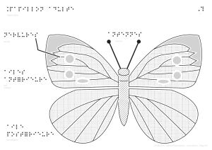 `4 ¨papillon adulte antennes nervures