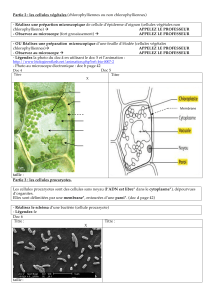 TP2 cellues végétales et bactéries