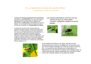 pollinisation (Mme Marquet)