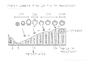 ¨cycle utérin dans un cas de grossesse ¨cf ¨ov ¨cj