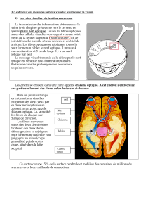 III/Le devenir des messages nerveux visuels : le cerveau et la... 1)  Les voies visuelles : de la rétine au cerveau.