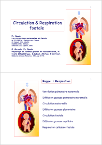 Circulation &amp; Respiration foetale 1