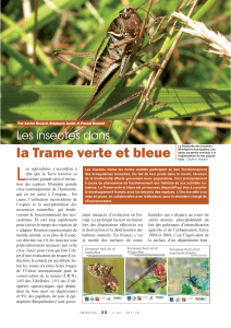 L la Trame verte et bleue Les insectes dans