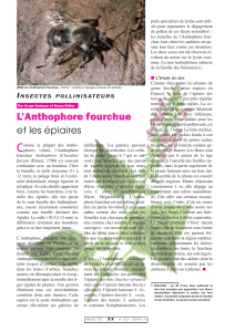 LAnthophore fourchue et les épiaires