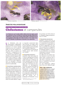 Chélostomes et campanules Insectes pollinisateurs