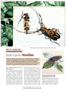 Jean-Louis Verdier Art et insectes
