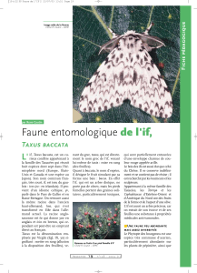 Faune entomologique de l'if, L' Taxus baccata