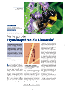 Hyménoptères du Limousin