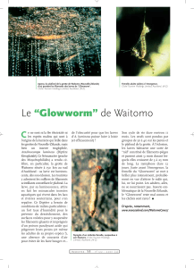 Le "Glowworm" de Waitomo