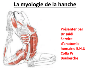 La myologie de la hanche Présenter par Dr saidi Service