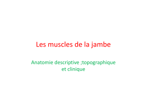 Les muscles de la jambe Anatomie descriptive ;topographique et clinique