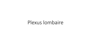 Plexus lombaire