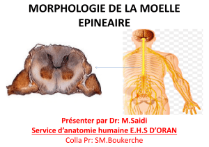 MORPHOLOGIE DE LA MOELLE EPINEAIRE 1 (PDF, 2.35 Mo)