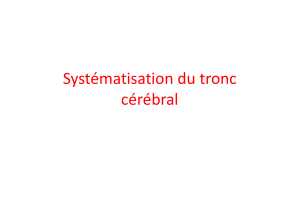 Systématisation du tronc cérébral