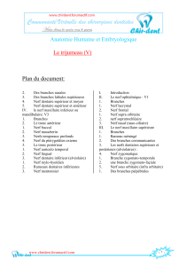 Anatomie Humaine et Embryologique  Le trijumeau (V) Plan du document: