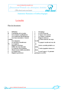 Anatomie Humaine et Embryologique La trachée Plan du document: