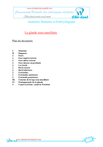 Anatomie Humaine et Embryologique La glande sous-maxillaire Plan du document: