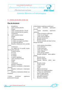Anatomie Humaine et Embryologique Plan du document: