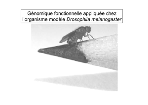 Génomique fonctionnelle appliquée chez Drosophila melanogaster
