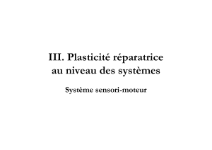 III. Plasticit&eacute; r&eacute;paratrice au niveau des syst&egrave;mes Syst&egrave;me sensori-moteur