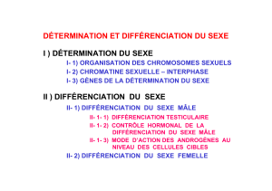 DÉTERMINATION ET DIFFÉRENCIATION DU SEXE I ) DÉTERMINATION DU SEXE