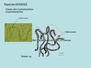 Règne des MONERES Classe des Cyanobactéries (Cyanobacteriae)
